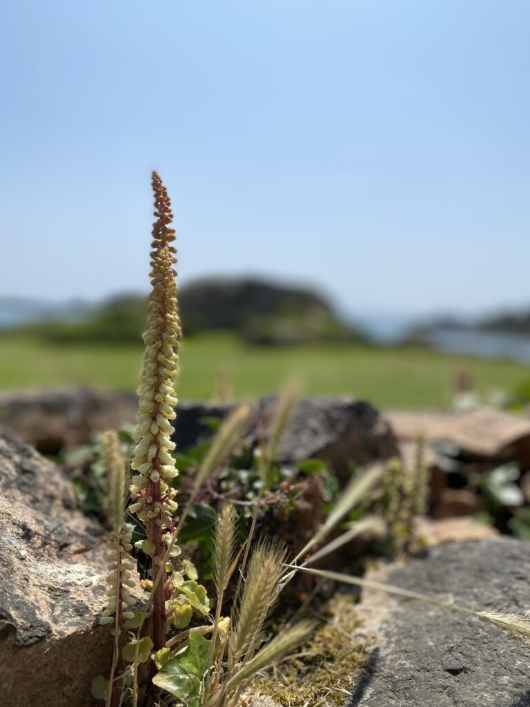 Location vacances Paimpol, fleurs de l'île de Bréhat