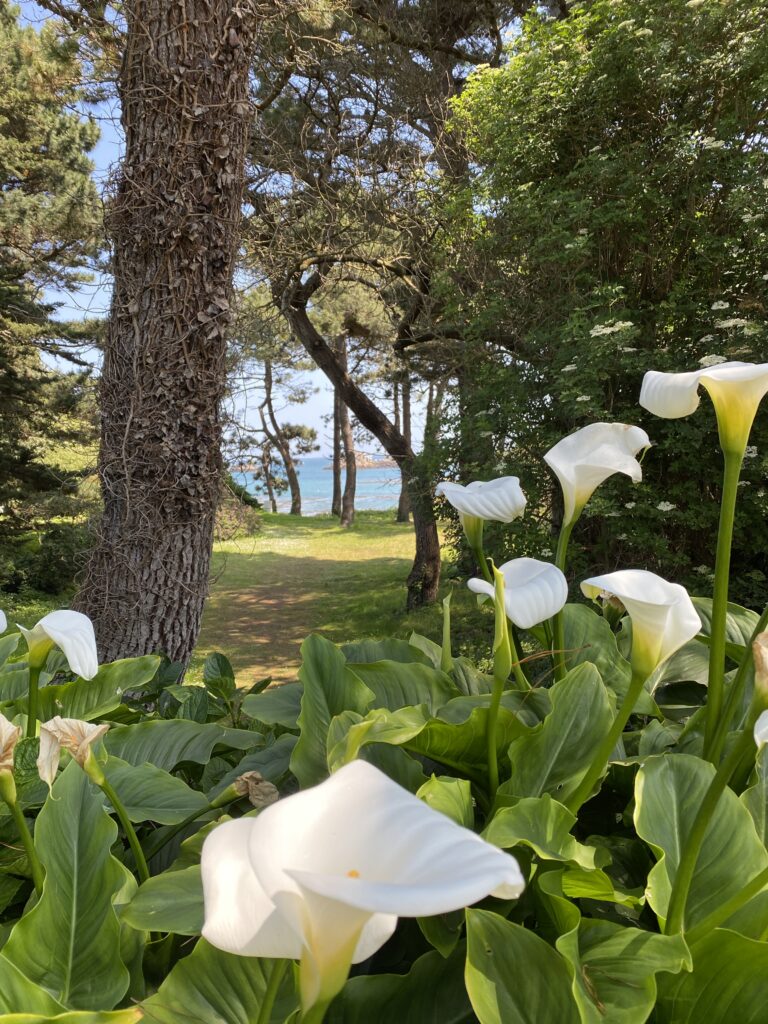 Photo de l'île de Bréhat, location des vacances à Paimpol